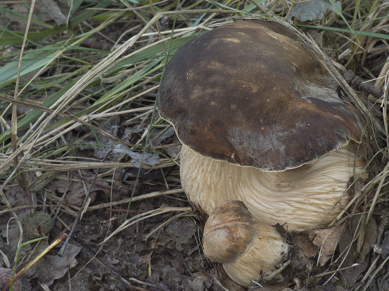 Boletus aereus